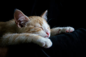 poster-print-lazy-cat