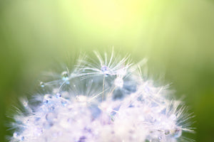 modern-3-piece-acrylic-print-dandelion-xl-in-morning-dew