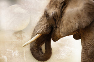 aluminium-print-portrait-of-an-elephant