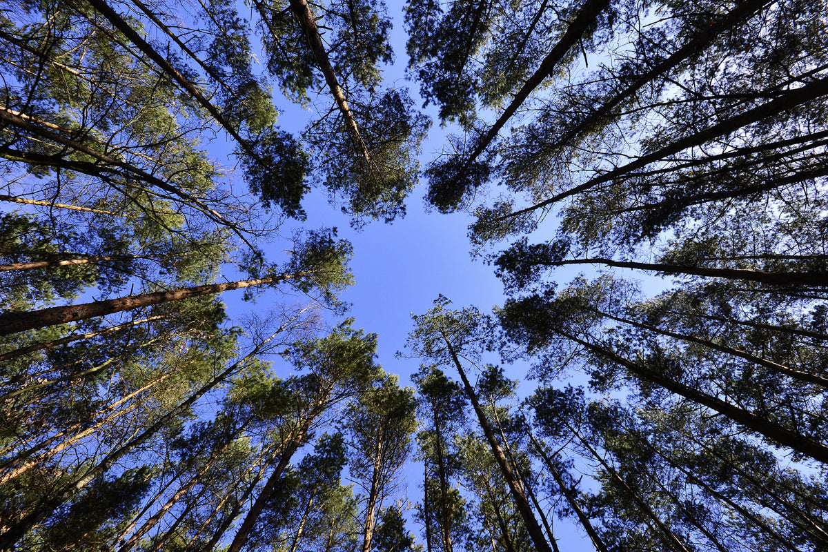 aluminium-print-under-high-treetops