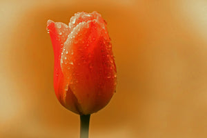 acrylic-print-a-tulip-in-the-morning-dew