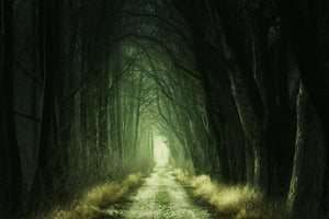 framedcanvas-print-mysterious-forest-iii