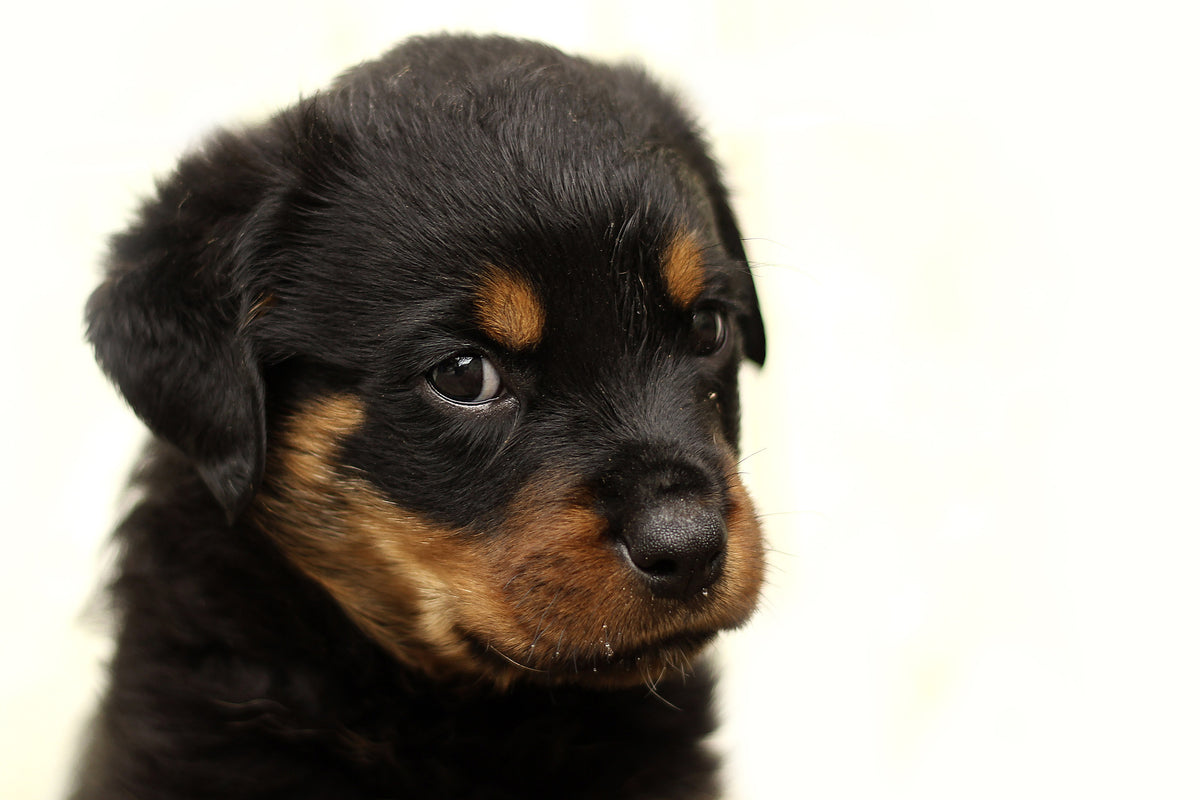 acrylic-print-rottweiler-puppy-to-fall-in-love