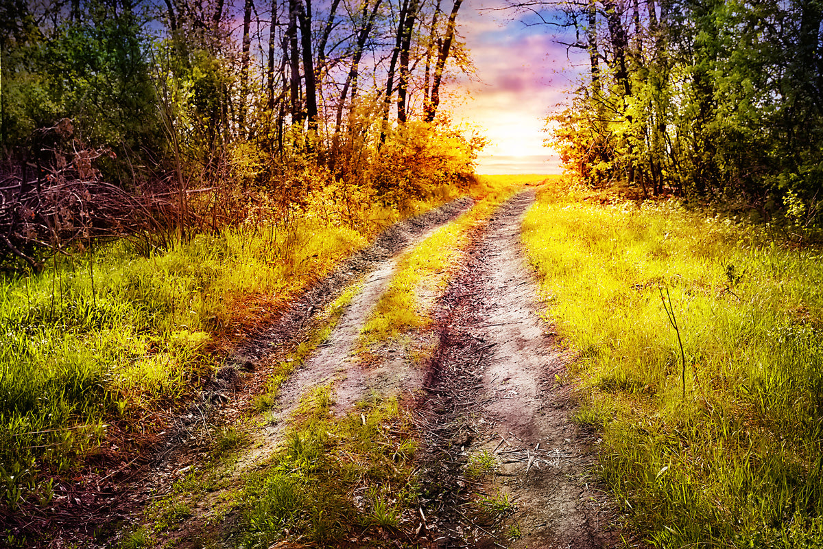 3-piece-canvas-print-the-forest-path