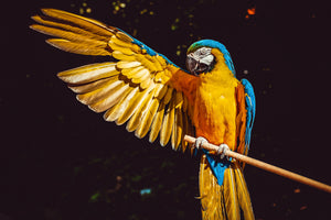 canvas-print-the-macaw