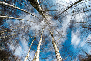 aluminium-print-birch-crowns