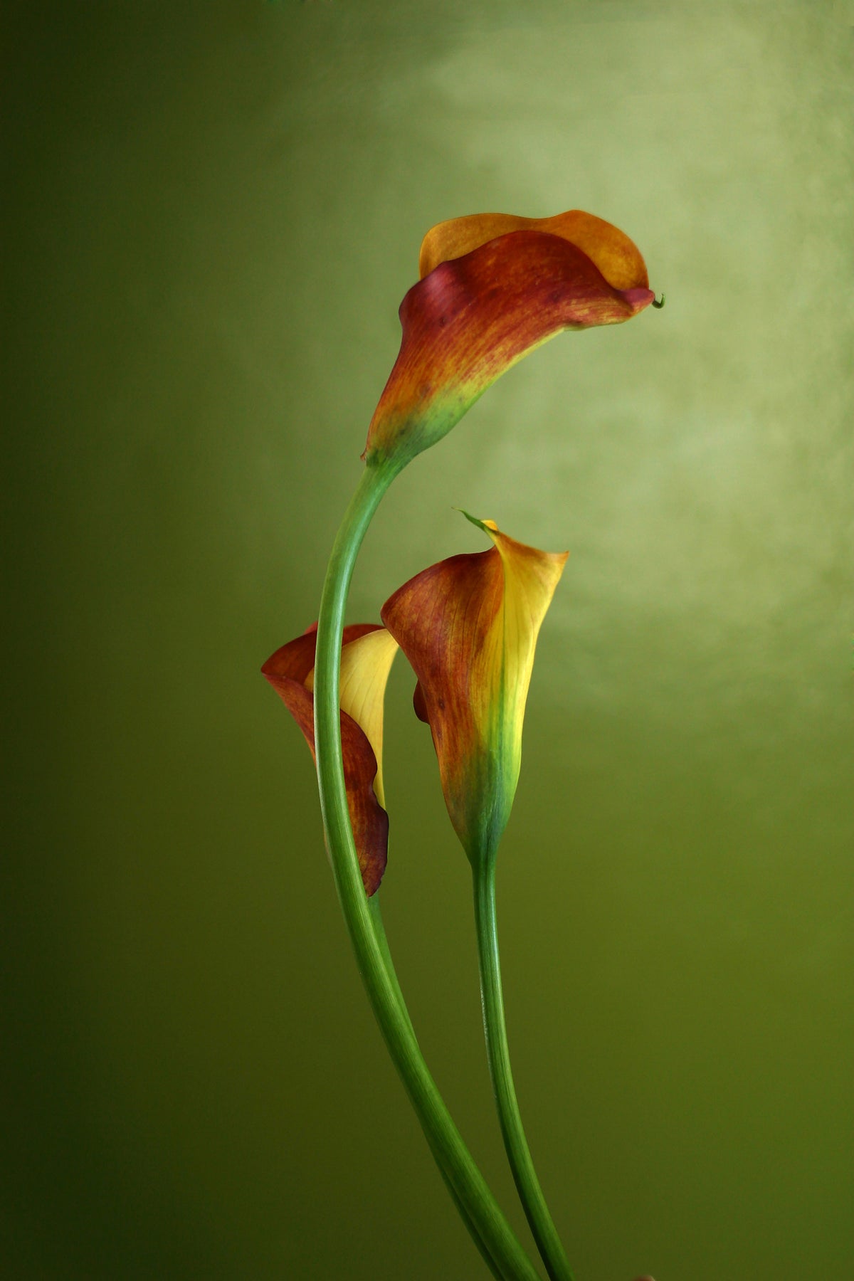 canvas-print-3-callas