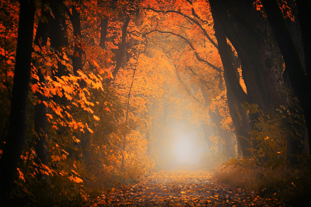 3-piece-canvas-print-autumn-light-in-the-forest