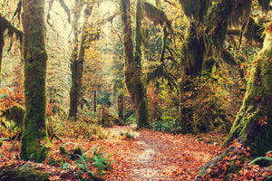 acrylic-print-fairies-forest