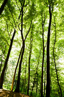 poster-print-forest