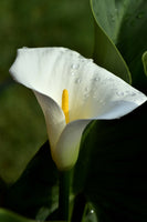poster-print-white-calla-with-morning-dew