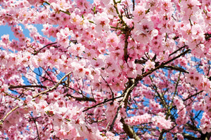 framedposter-print-wonderful-japanese-cherry
