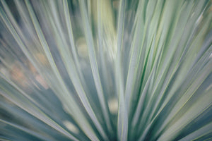 aluminium-print-strip-of-plant