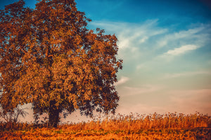 aluminium-print-the-nut-tree