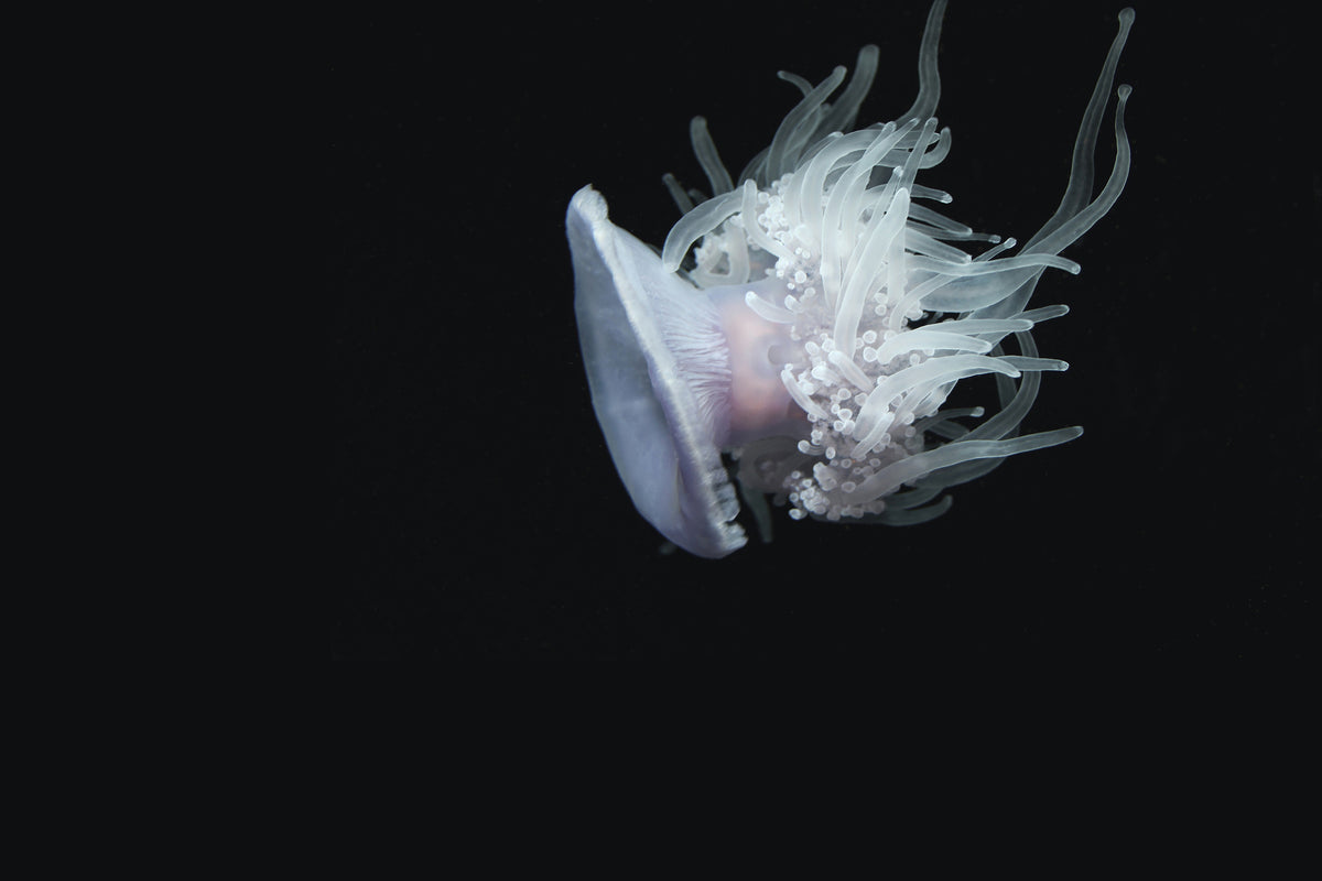 aluminium-print-fascinating-jellyfish-xl