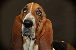 3-piece-canvas-print-typical-basset