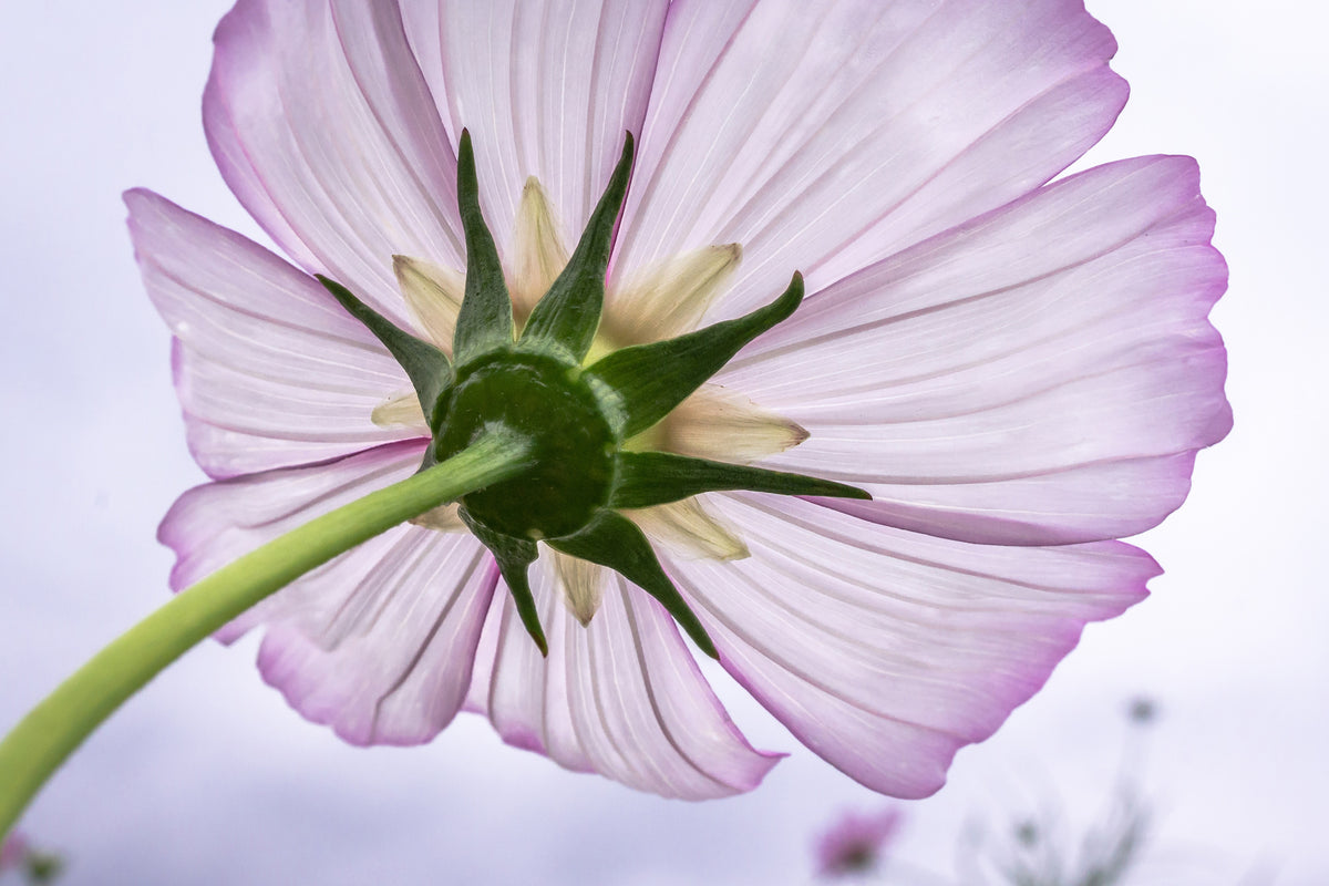 modern-3-piece-aluminium-print-the-cosmos-flower