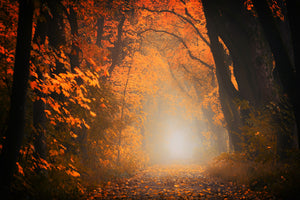 poster-print-autumn-light-in-the-forest