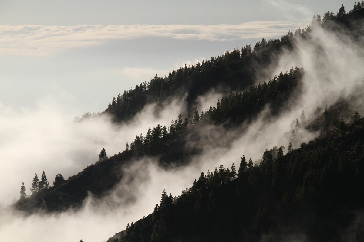 3-piece-aluminium-print-fog-in-the-woods