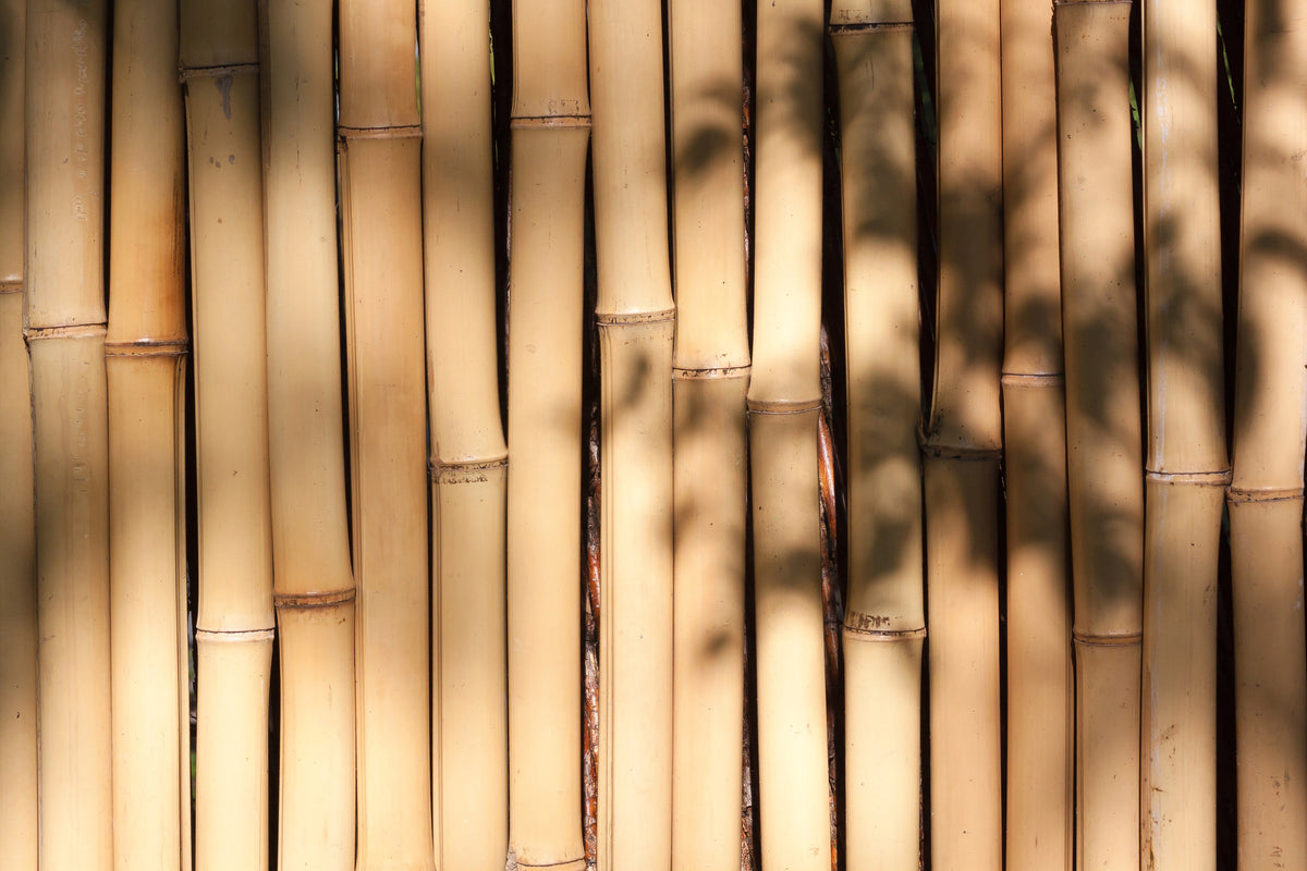 canvas-print-natural-bamboo