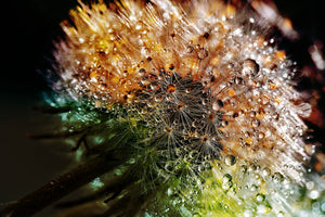 modern-3-piece-aluminium-print-dandelion-in-the-morning-dew