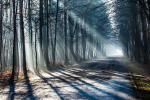 framedposter-print-forest-in-the-light-beam