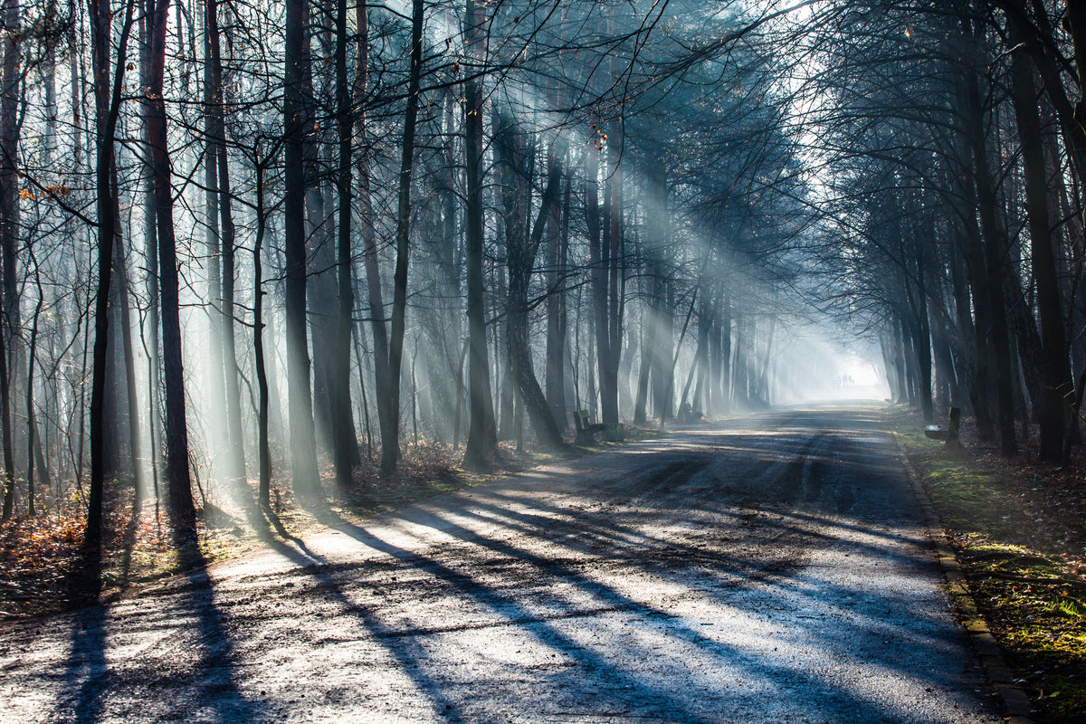 framedposter-print-forest-in-the-light-beam