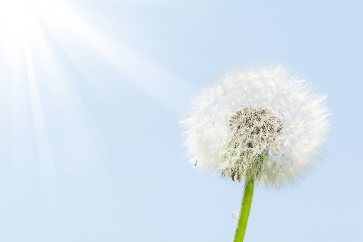 3-piece-aluminium-print-dandelion-in-sunbeam