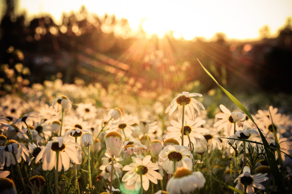 aluminium-print-daisies-at-sunset