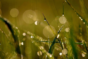 aluminium-print-dew-in-the-morning