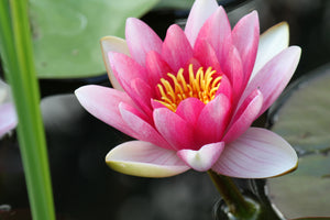 modern-3-piece-acrylic-print-the-water-lily-in-pink