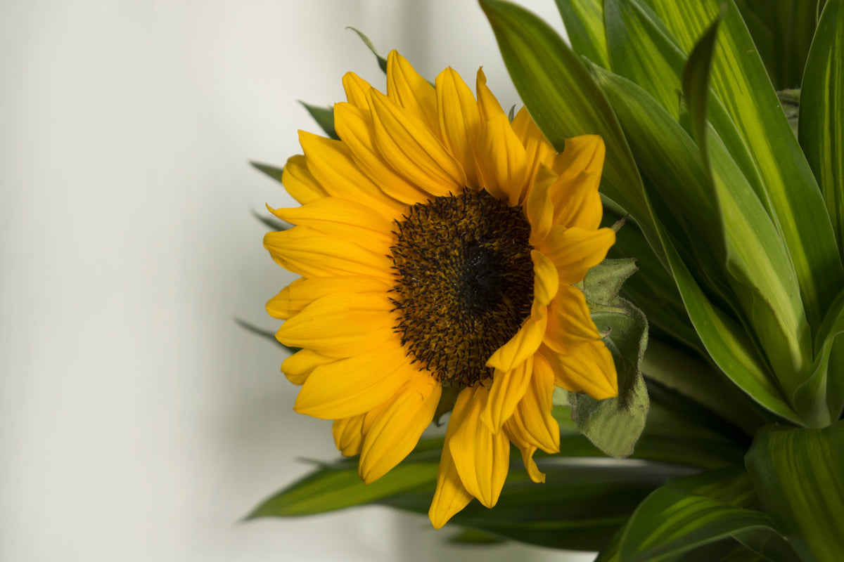 canvas-print-beautiful-sunflower