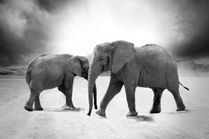 acrylic-print-2-elephants-sw