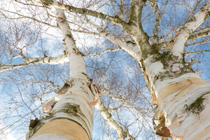 aluminium-print-the-2-birches