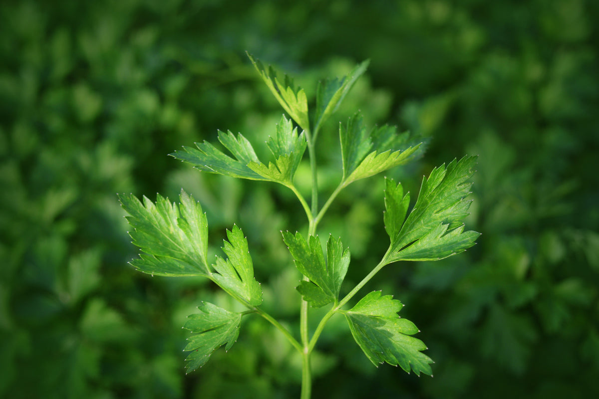 framedcanvas-print-fresh-parsley
