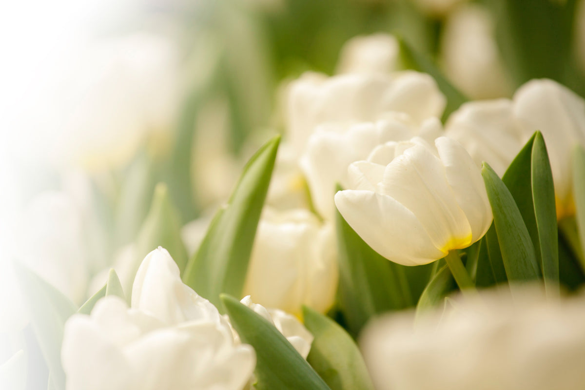 3-piece-aluminium-print-tulips-perspective