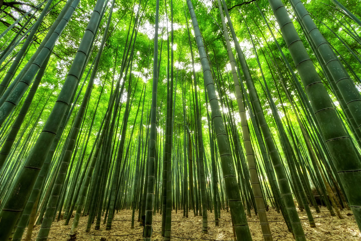 modern-3-piece-aluminium-print-the-bamboo-forest