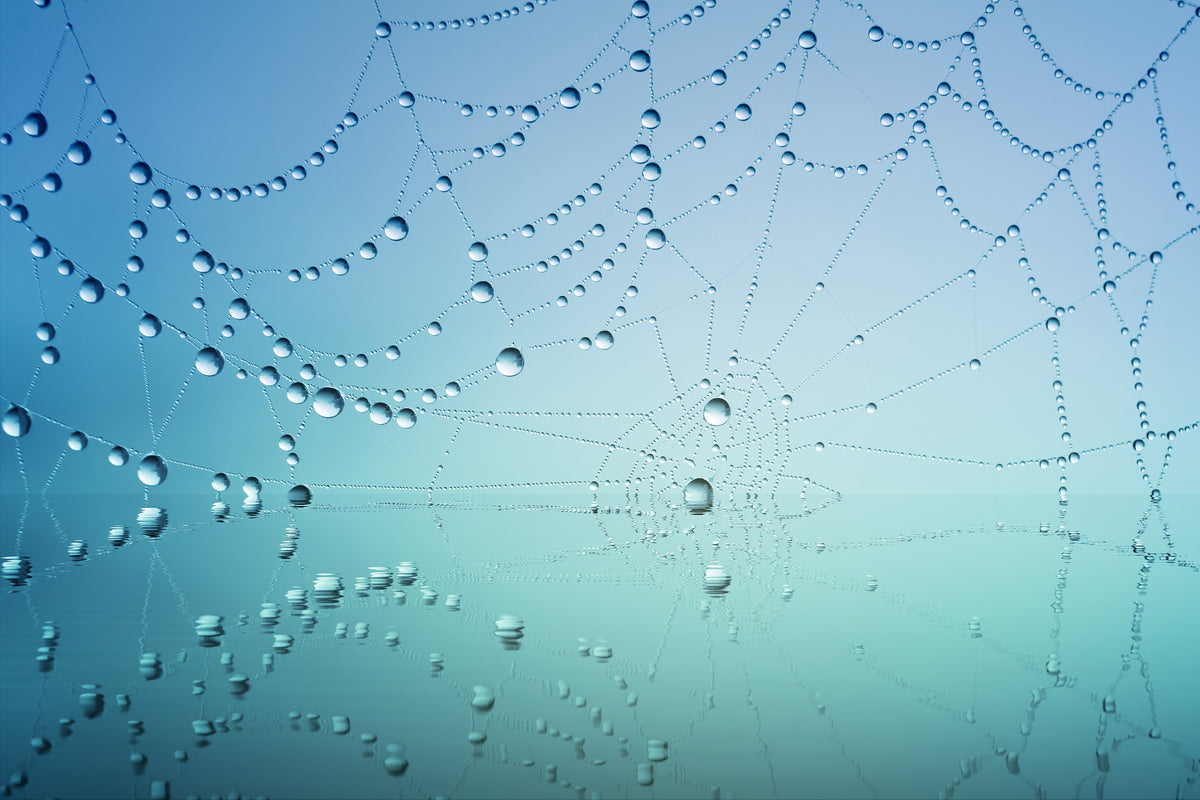 3-piece-acrylic-print-cobweb-in-morning-dew
