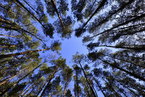 modern-3-piece-aluminium-print-under-high-treetops
