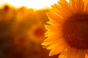 aluminium-print-macro-sunflower