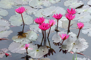 3-piece-acrylic-print-jump-in-the-lily-pond