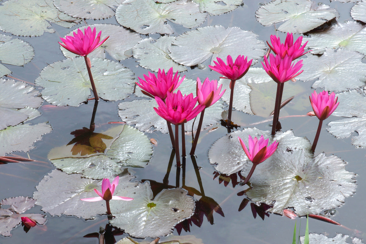 modern-3-piece-aluminium-print-jump-in-the-lily-pond