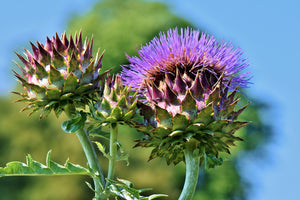 modern-3-piece-canvas-print-the-artichoke-xl