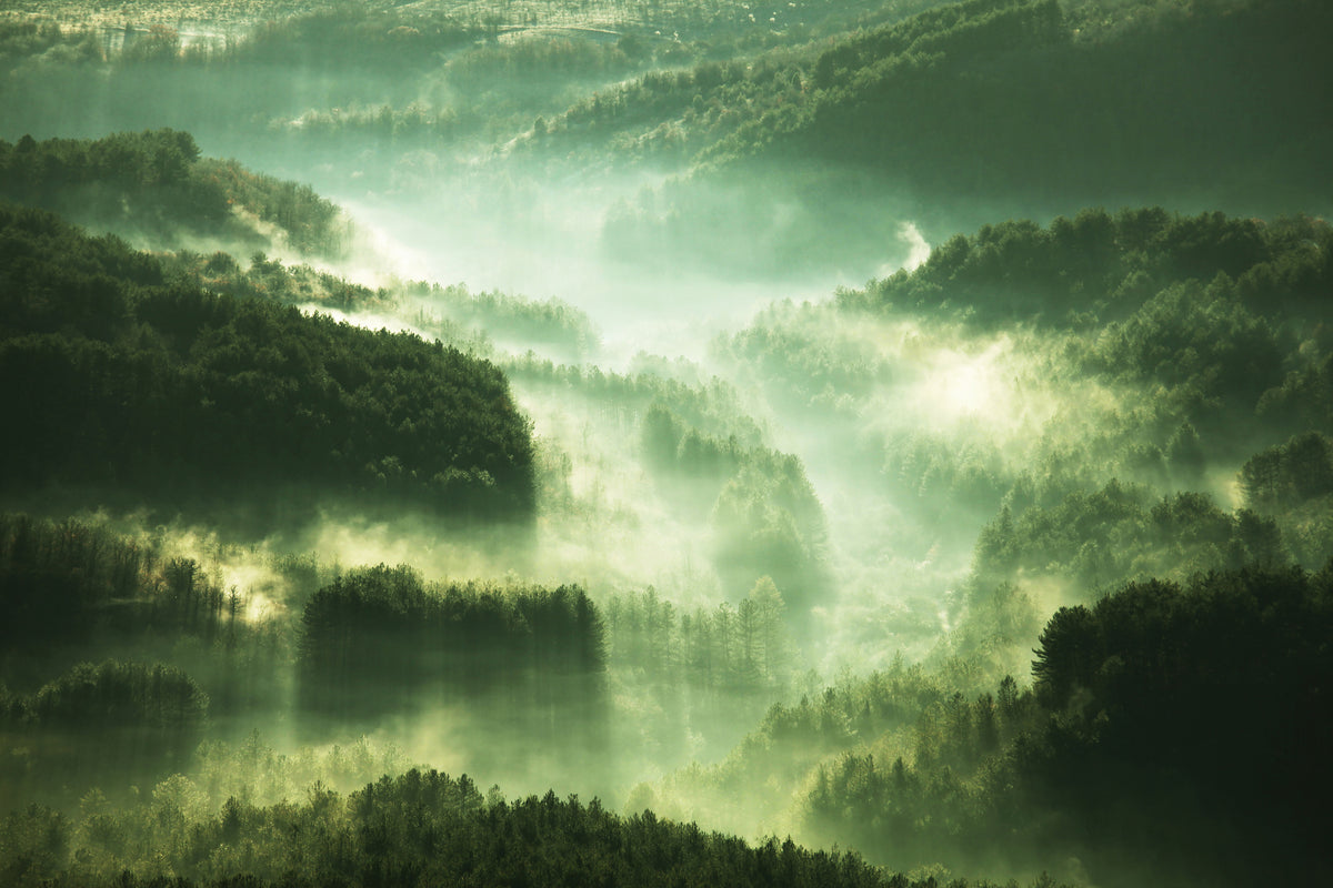 poster-print-over-the-woods