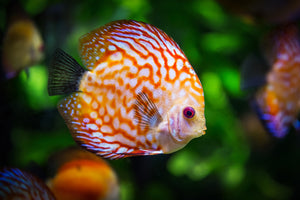 aluminium-print-the-discus-fish