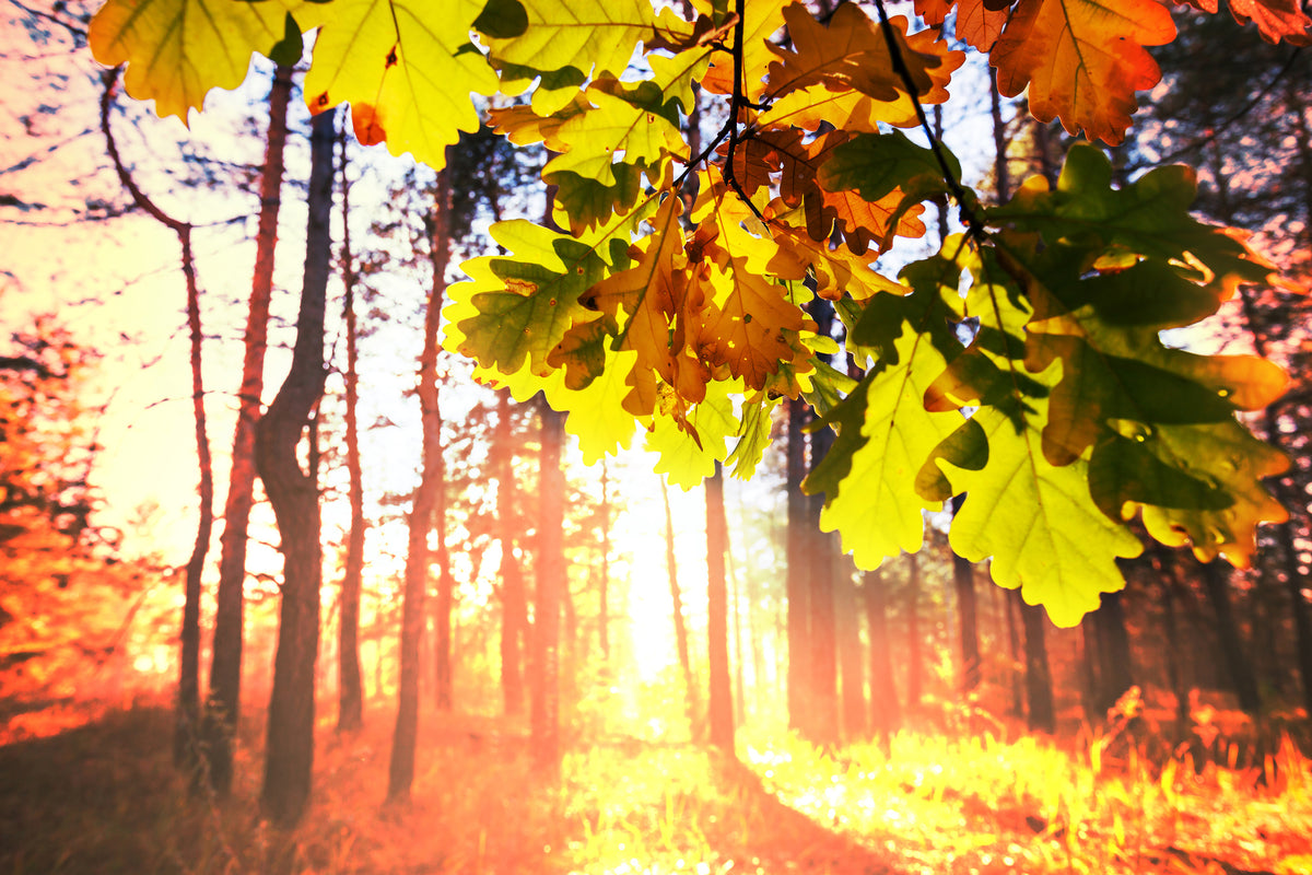 modern-3-piece-canvas-print-autumn