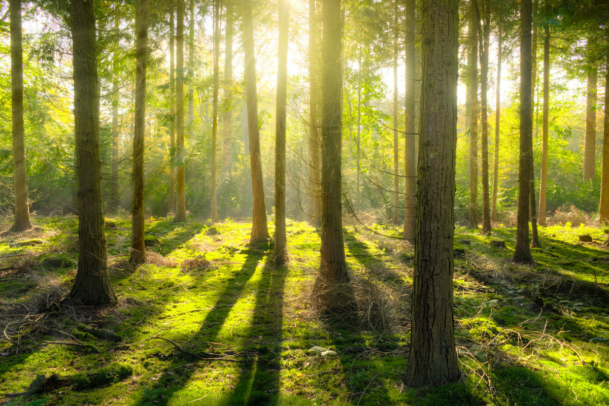 modern-3-piece-canvas-print-in-the-middle-of-the-woods