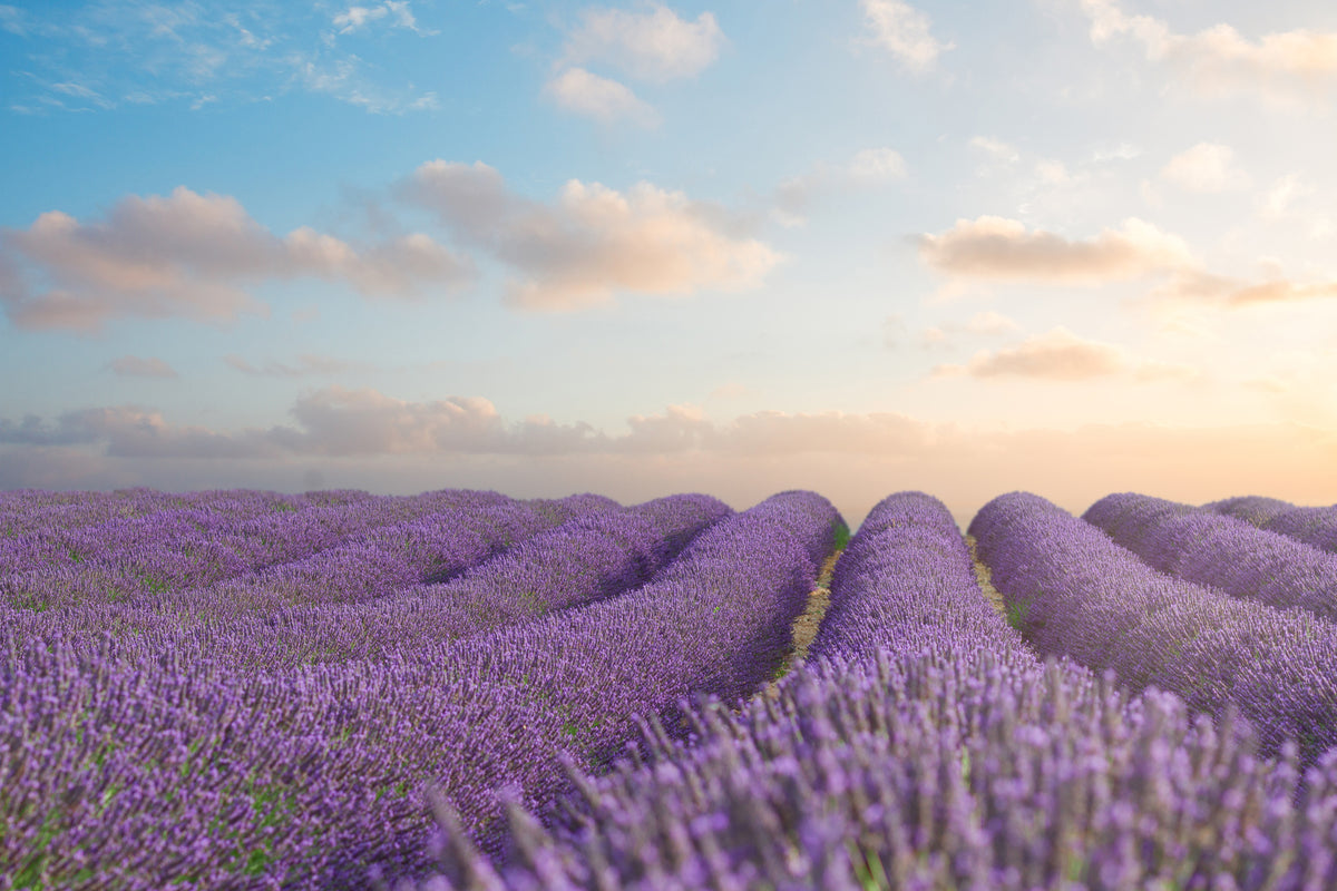 aluminium-print-the-blooming-lavender-field