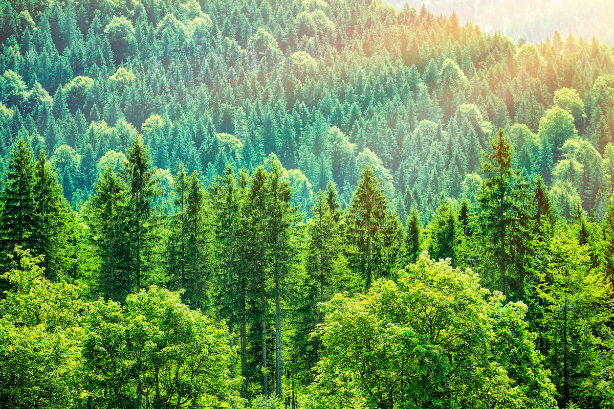 framedposter-print-the-forest-hill