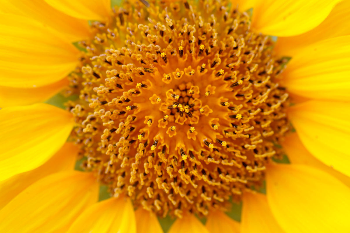 modern-3-piece-aluminium-print-beautiful-buds-of-the-sunflower